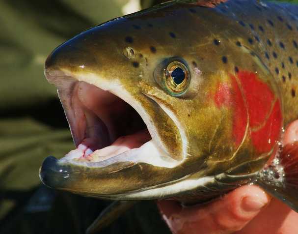 提升生長(zhǎng)性能