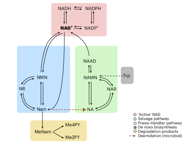 NAD+生物合成途徑動態(tài)示意圖
